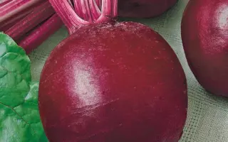 Regala / Регала