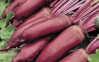 Royal Celindra F1 / Ройал Цилиндра F1