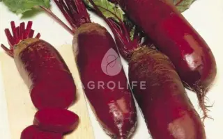 Forono / Фороно