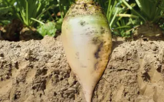 GUSTEA KWS / ГУСТЕЯ КВС