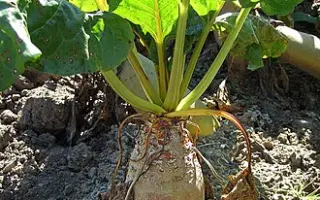 LACTIMO / ЛАКТІМО