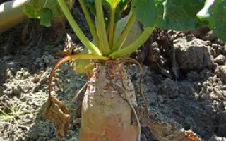 Полтавская белая / Полтавський білий