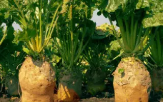 Полтавская полусахар / Полтавський напівцукровий