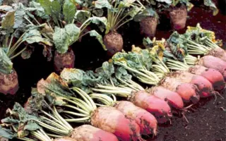 Rekord Poly Bis / Рекорд Полі Біс