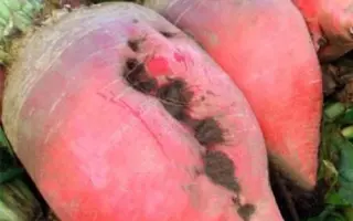 Рекорд-поли / Рекорд-Полі