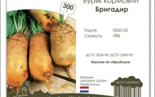 Kacper / Кацпер