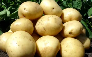 AZILIS / АЗІЛІС