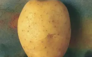 Albatros / Альбатрос