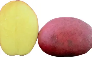 Baltic Fire / Балтік Фаєр