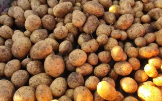 BELANA / БЕЛАНА