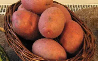 Bellarosa / Беллароза