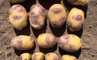 Blue Belle / Блю Бель