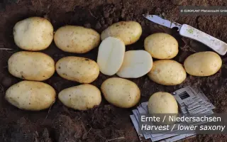 Virginia / Вірджинія