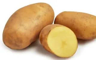 GWENNE / ГВЕННЕ