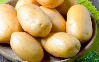 DECIBEL / ДЕЦІБЕЛ