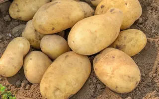 Jelly / Джеллі