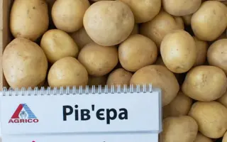 EUROVIVA / Евровіва