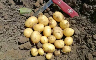 Electra / Електра