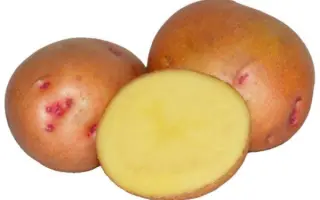 ІВАНКІВСЬКА РАННЯ