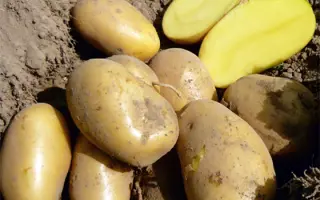 Ikarus / Ікарус