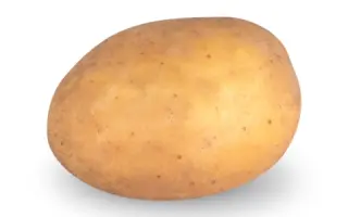 CAMELIA / Камелія