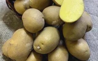 CARDYMA / Кардіма