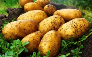 CATANIA / КАТАНІЯ