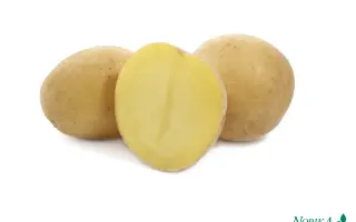 Kiebitz / Кібіц