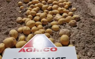 Constance / Констанс