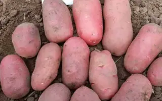 Corazon / Коразон