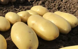 Queen Anne / Королева Анна