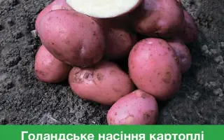 Cristina / Крістіна