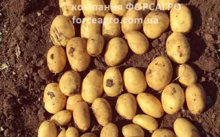 LAUDINE / ЛАУДІН