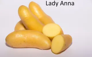 Lady Anna / Леді Анна