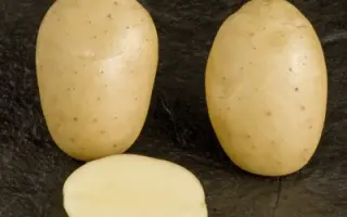 Lady Claire / Леді Клер