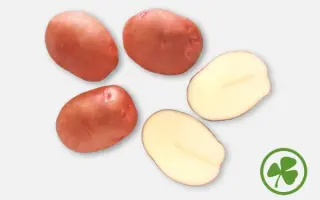 Margarita / Маргарита