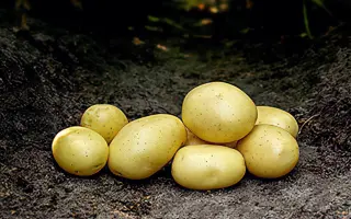 Mikado / Мікадо