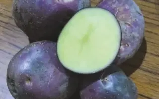 Містерія