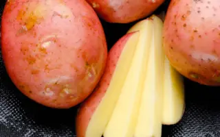 Mozart / Моцарт