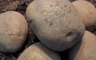 NAPOLEON / НАПОЛЕОН