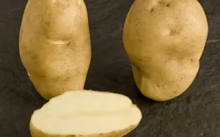 Newton / Ньютон