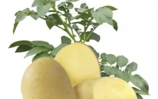 Orchestra / Оркестра