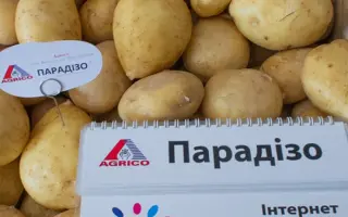 PARADISO / ПАРАДІЗО