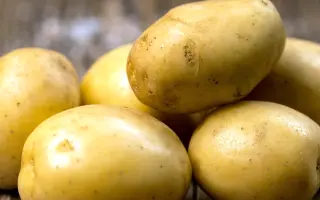 Pondus / Пондус