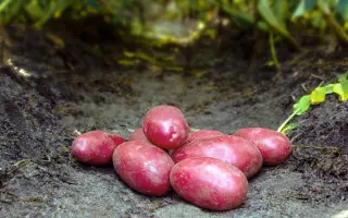 Red Bullet / Ред Буллет