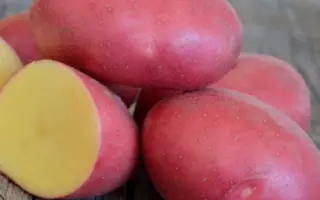 Red Scarlett / Ред Скарлет