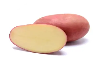 RICARDA / РІКАРДА