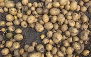 Роксоланівська