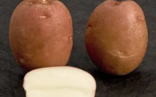 Romano / Романо