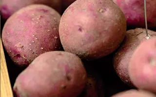 RUDOLPH / РУДОЛЬФ